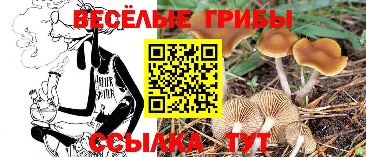 Галлюциногенные грибы Psilocybine cubensis Сланцы